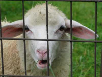 Bild eines kauenden Schafes