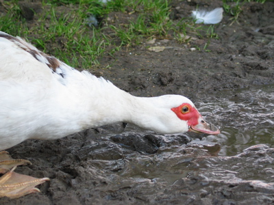 Bild einer trinkenden Gans