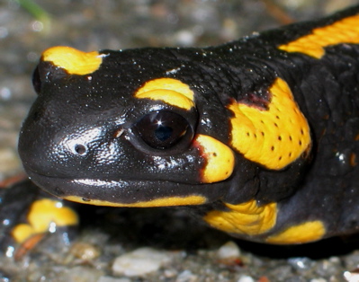 Ein Feuersalamander denkt über die Lösung der letzten Aufgabe nach