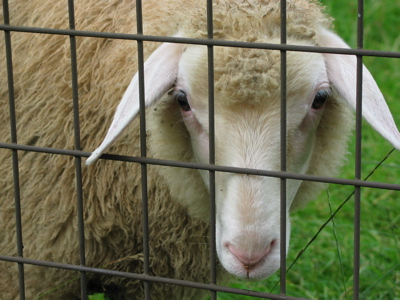 Ein Schaf wendet Formationsregeln an